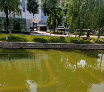 德州市政府门前景观水污染治理